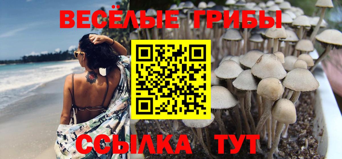 Галлюциногенные грибы Cubensis Нефтекумск